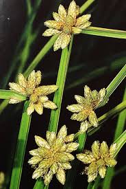 Image result for Schoenoplectiella