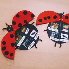 Cycle De Vie De La Coccinelle Moyennesection Grandesection Maternelles Ecole Coccinelle Insectes Pro Coccinelle Comptine Coccinelle Cycle De Vie