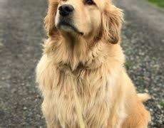 Beautiful golden retriever puppies from champion bloodline. Golden Retriever Info Temperament Life Expectancy Puppies Pictures