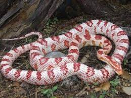 Candycane Corn Snake Ians Vivarium Reptile Forum Corn Snake Pet Snake Snake