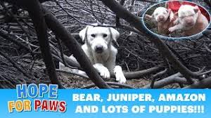Silver valley labs (labrador retriever for sale). Homeless Labrador Mom Tried To Trick Us But We Found All Her Puppies Please Share Youtube