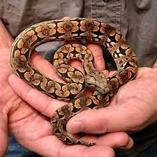 Richard Allen On Instagram Beautiful Baby Male Dumerils Boa Available At Reptile Rapture Www Reptileraptur Beautiful Babies Reptiles And Amphibians Reptiles