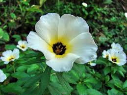 Image result for Turneraceae