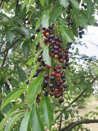 Browse fruit trees at payless hardware & rockery. Fruit Production In Iran Wikipedia