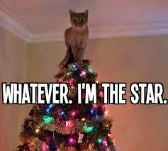 8 Christmas Cat Memes Ideas Cat Memes Funny Animals Funny Cats