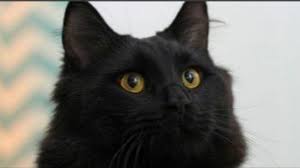 In my local area i charge £25 for overnight stays but if i'm looking after a cat for a longer period, for example, if the owner is going away for a summer holiday, i might lower this. Pet Sitting And Dog Boarding Your Cats Pet Sitting Dog Boardin