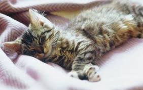 What Is The Normal Sleep Time For A Cat Animal Planet