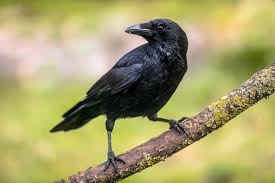Saat (seed) +‎ krähe (crow). Saatkrahe Jungvogel Brutzeit Co Plantura