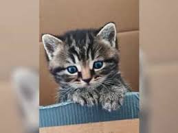 Das sind allerdings nur grobe richtwerte. Katzen Und Kitten Online Kaufen Und Verkaufen Deinetierwelt