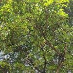 Image result for Ficus saussureana
