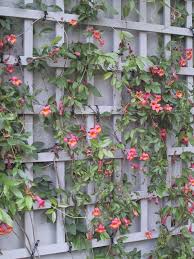 Image result for Amphilophium