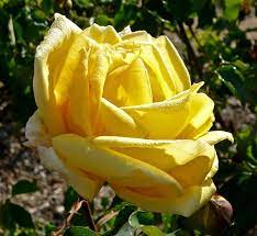 Beds and borders, city, containers, cottage/informal, flower arranging. File Rosa Lowell Thomas 1 Jpg Wikimedia Commons