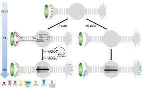 Sun exposure and having a weak immune system can affect the risk of merkel cell carcinoma. Merkel Cell Driven Bdnf Signaling Specifies Sai Neuron Molecular And Electrophysiological Phenotypes Journal Of Neuroscience