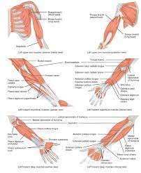 Tutorials and quizzes on muscles that act on the arm/humerus (arm muscles: Muscles Of The Lower Arm And Hand Human Anatomy And Physiology Lab Bsb 141