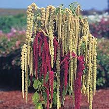Thompson And Morgan Amaranthus Pony Tails Flower Seeds Annual Flowers Amaranthus