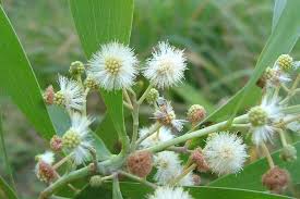Image result for Acacia melanoxylon