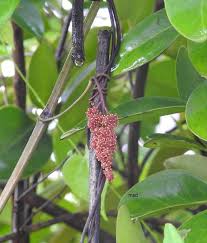 Image result for Ampelocissus obtusata