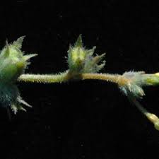 Image result for Kohautia microflora