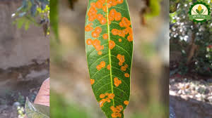 The symptoms of this disease is in closely planted orchards, the disease is more common. Disease Management Of Mango à¦• à¦· à¦¤à¦¥ à¦¯ à¦¸ à¦¬