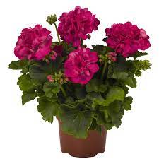 Geranium Big Ezee Fuchsia Blue Pelargonium Hortorum Fuchsia Blue Home Depot Planted Oct 2019 Back Middle By Rock Geraniums Plants Annual Flowers