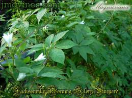 Image result for Ipomoea magnusiana