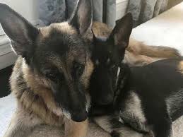 Healthy, purebred german shepherd puppies directly from ethical breeders. Joe Biden S Two German Shepherd Dogs Champ And Major To Roam In The White House Time Honored Tradition The Economic Times