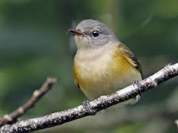 Image result for Rutidea fuscescens