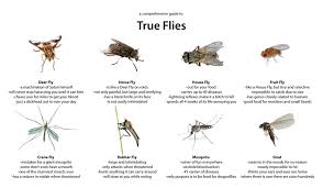 Bug Identification All Insects Spiders Crustaceans Etc Welcome Bug Identification Insects Garden Pests Identification