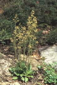 Image result for Alvesia cylindricalyx