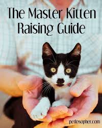Kitten Newkitten Petlosopher Master Kitten Raising Guide How To Care For A Kitten How To Raise A Kitten Kit Kitten Care Cat Training Raising Kittens