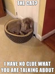 I Think That Dog May Be Hiding Something Funny Animal Jokes Dog Memes Funny Animal Memes