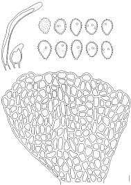 Image result for Grewia falcistipula