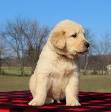 This golden retriever breeder in connecticut is located in guilford, ct.according to their website, they are a member of the golden retriever club of america and a member in good standing with akc. Golden Retriever Puppies For Sale Golden Retriever Puppies For Sale