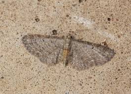 Image result for Eupithecia tenuiata