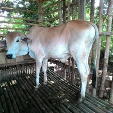 Check spelling or type a new query. Kerjasama Program Kemitraan Ternak Sapi Cv Z Utama Yanni Sri W Agromaret