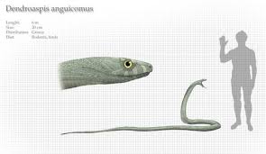 Not What You Expect Or The Real Hydra Is Extinct In The Wild But A Few Specimens Are Alive In Prehistoric Creatures Mythological Creatures Fantasy Creatures