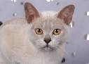 Characteristics of Burmese Cats | LoveToKnow