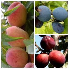 Come along on a whimsical photo journey through the wonderful world of tropical fruits. Duo Multi Fruit Tree Mullers Gruner Garten Shop Gruner Garten Shop