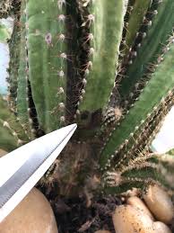 What are the best ways to get rid of mealybugs? There Are These Black Spots Forming On My Cactus I Think It Might Be Fungus Bacteria But Im Not Sire If So How Do I Go About Treating This Gardening