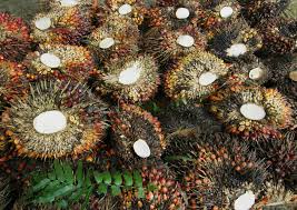 Image result for Elaeis