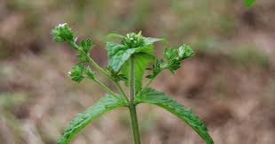 Image result for Veronica javanica