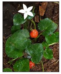 Image result for Geophila repens