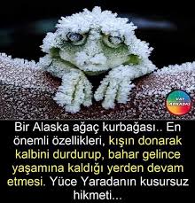 Alaska Agac Kurbagasi Kisin Donarak Kalbinin Atisini Durdururmus Bahar Gelince Yasamina Deva Edermis Yaaaa Benim Kalbimde Durd 2020 Bilgi Gercekler Biliyor Muydunuz