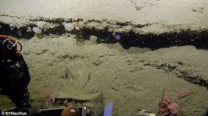 Intuitive fred888: Mysterious Purple Sea Orb?