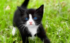 It has a circulating supply of 6.5 million cat coins and a max supply of 15 million. Ojos Azules Cat Pets Australia