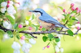 Kostenlose download urlaubssolitaire ostern spiele runterladen, was bringt der osterhase dieses jahr? 40 000 Kostenlose Fruhling Und Blumen Bilder Pixabay