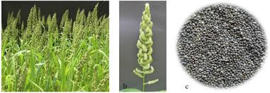 Image result for Echinochloa frumentacea