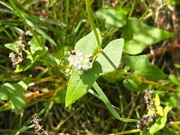 Image result for Fagopyrum esculentum