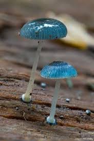 Gelatina En Forma Artistica La Sombrilla De Diseno Azul Comestible Tipos De Hongos Arte De Seta Hongos