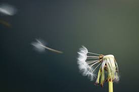 Wiki Commons Blown Dandelion Author Vicente Villamon Dandelion Pictures Dandelion Dandelion Flower